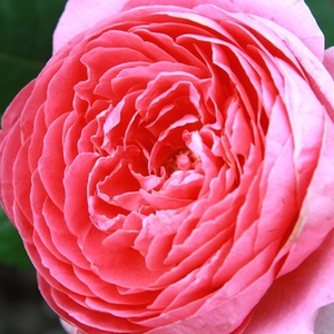 Amandine Chanel - ruža - www.pharmarosa.hr
